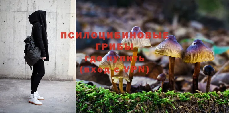 Галлюциногенные грибы Magic Shrooms  где купить   мега   Норильск 